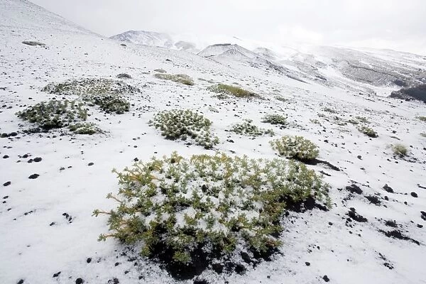 A rare endemic milk vetch on Mt. Etna, in snow and hail: Astragalus granatensis ssp. siculus. Sicily
