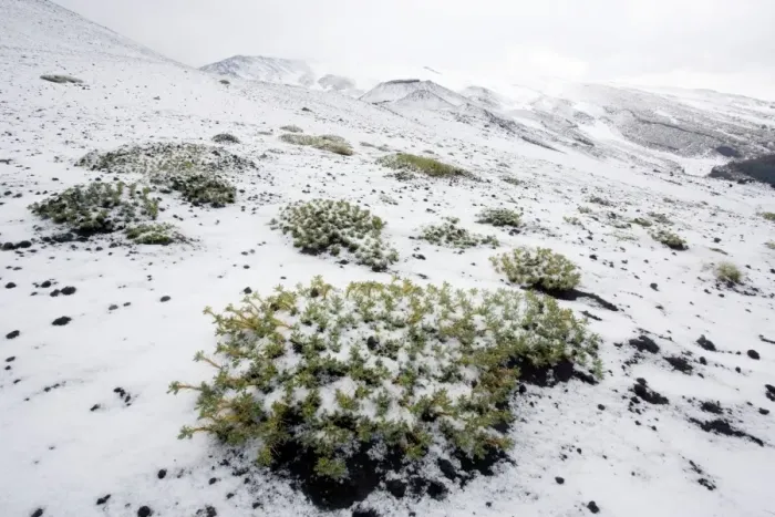 Framed Print : A rare endemic milk vetch on Mt. Etna, in snow and hail: Astragalus granatensis ssp. siculus. Sicily Framed Print : A rare endemic milk vetch on Mt. Etna, in snow and hail: Astragalus granatensis ssp. siculus. Sicily