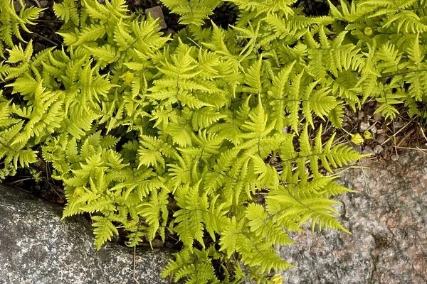 A rare fern (Gymnocarpium jessoensis ssp. parvulum) from Finland
