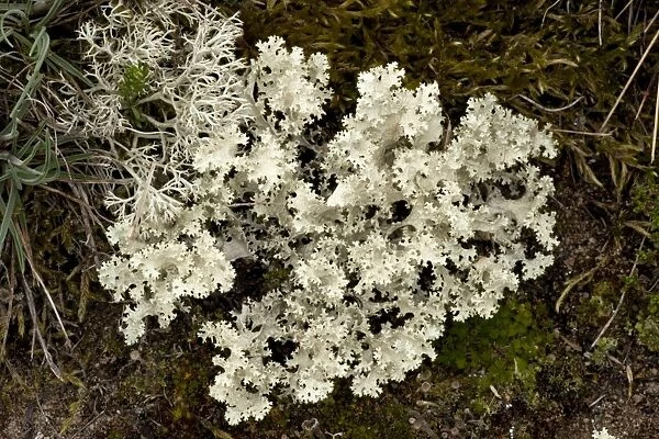 Rare northern lichen, Cetraria nivalis. Sweden