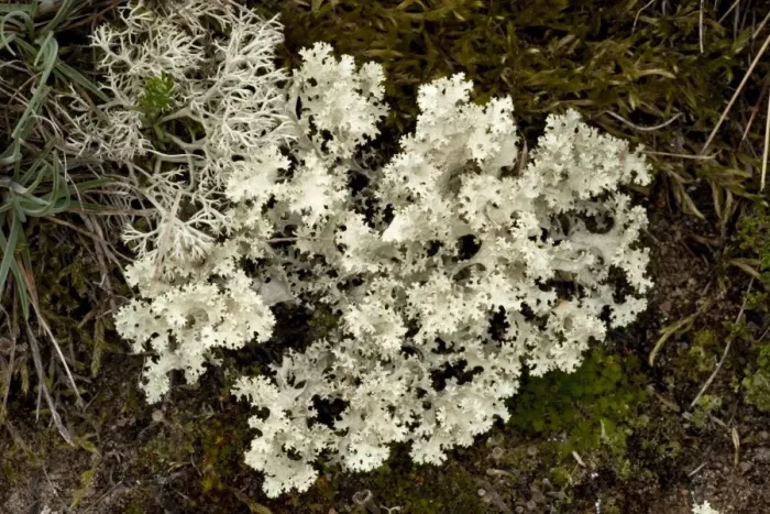 Framed Print : Rare northern lichen, Cetraria nivalis. Sweden