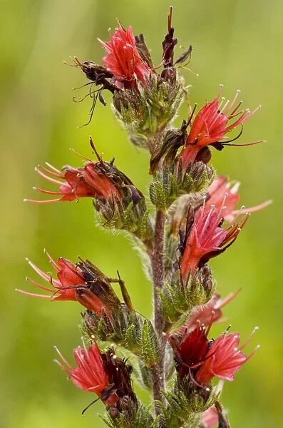 A rare Red Bugloss - near Viscri. Transylvania