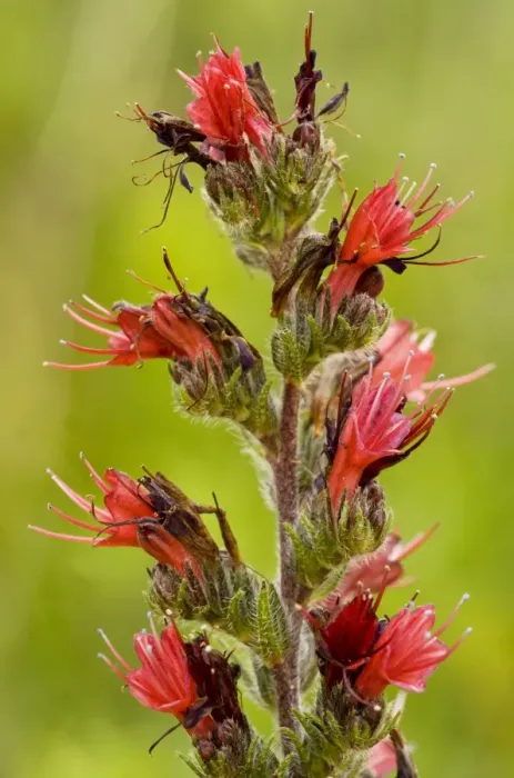 Framed Print : A rare Red Bugloss - near Viscri. Transylvania Framed Print : A rare Red Bugloss - near Viscri. Transylvania