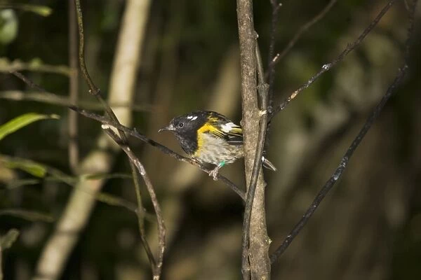 Rare Stitch bird  /  Hihi. Kapiti island near Wellington New Zealand. The Dept of Conservation has launched an amibitious recovery plane including captive breeding as well as special feeding sites