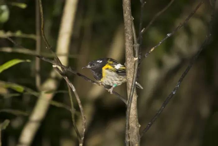 Framed Print : Rare Stitch bird  /  Hihi. Kapiti island near Wellington New Zealand. The Dept of Conservation has launched an amibitious recovery plane including captive breeding as well as special feeding sites