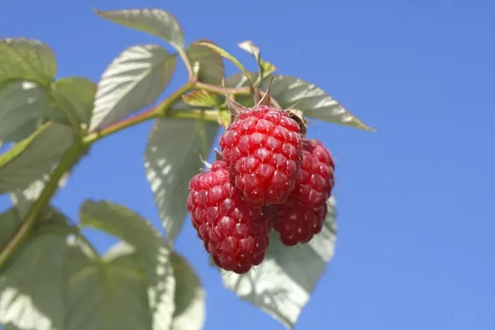Framed Print : Raspberry - fruit on plant Framed Print : Raspberry - fruit on plant