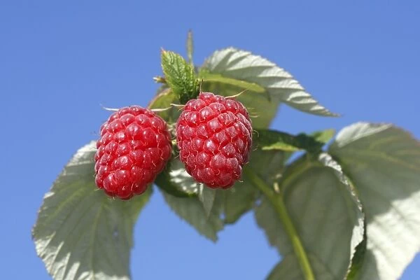 Raspberry - fruit on plant