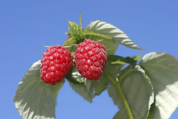Framed Print : Raspberry - fruit on plant Framed Print : Raspberry - fruit on plant
