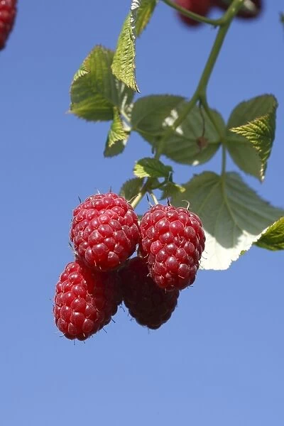 Raspberry - fruit on plant. Edible
