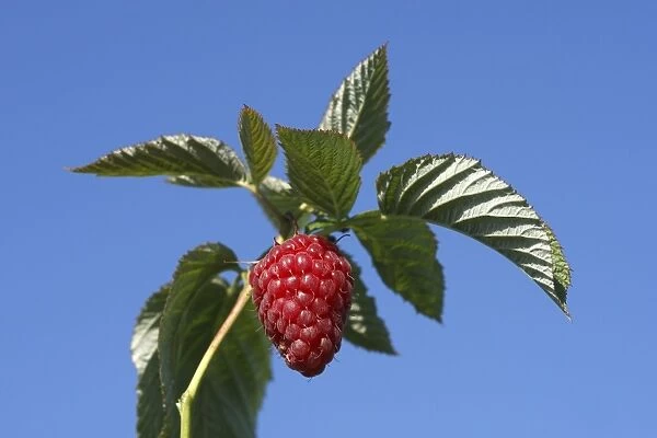 Raspberry - fruit on plant. Edible