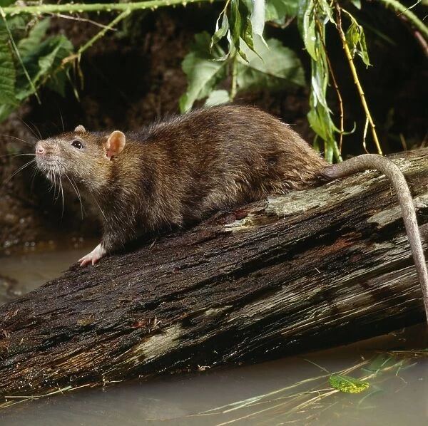 Rat - on log in river