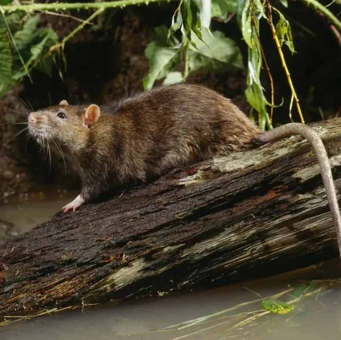 Framed Print : Rat - on log in river Framed Print : Rat - on log in river