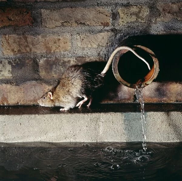 Rat By pipe in sewer