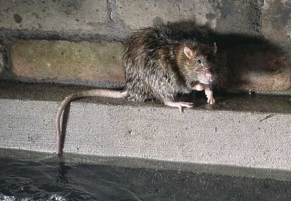 Rat In Sewer