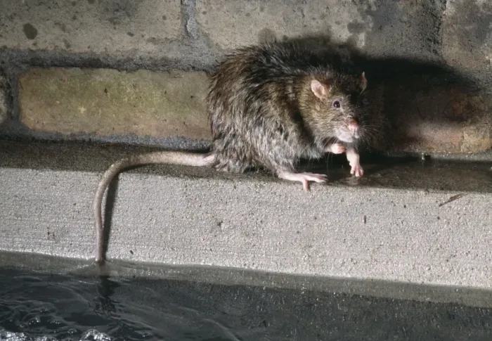 Framed Print : Rat In Sewer Framed Print : Rat In Sewer