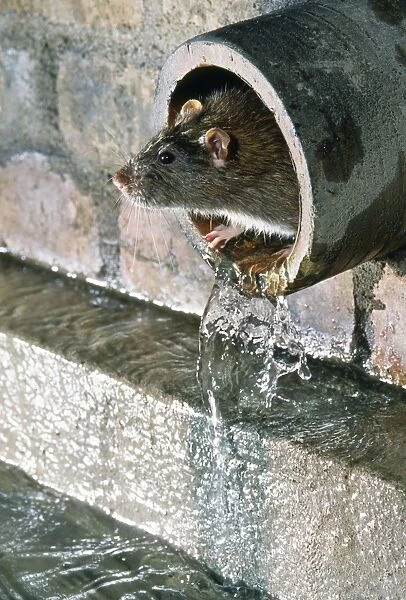 Rat - in sewer pipe