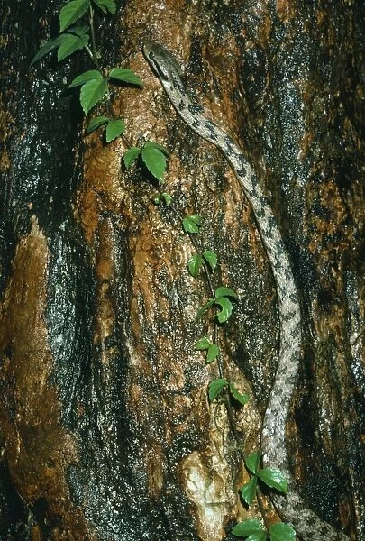 Rat Snake - Climbing tree - Manas Tiger Reserve, Assam, India