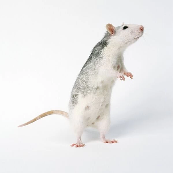 Rat Standing on hind legs