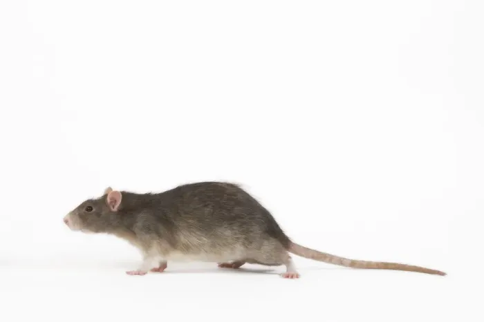 Framed Print : Rat in studio Framed Print : Rat in studio