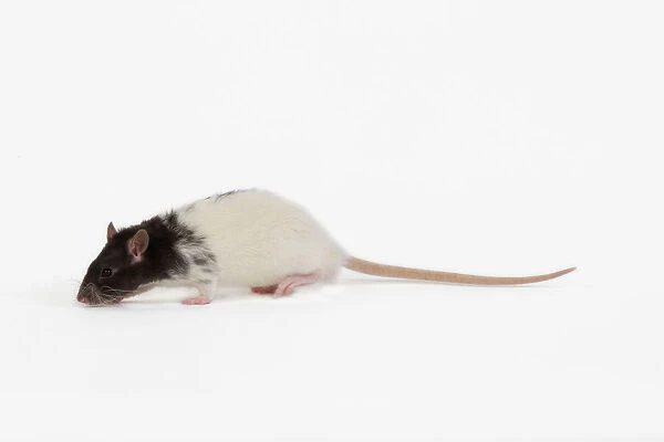 Rat in studio