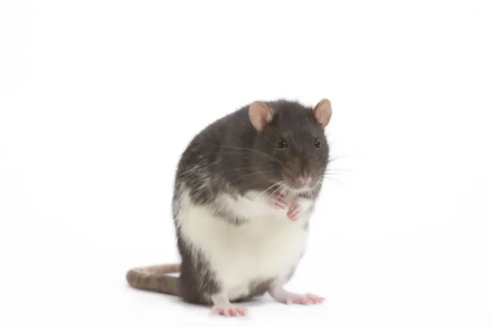Framed Print : Rat - in studio Framed Print : Rat - in studio