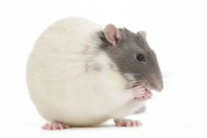 Framed Print : Rat - in studio Framed Print : Rat - in studio