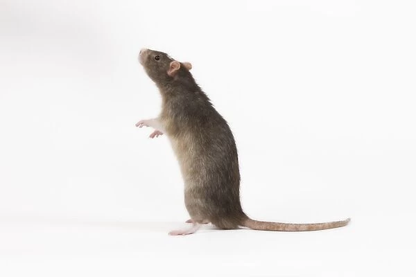 Rat in studio on hind legs