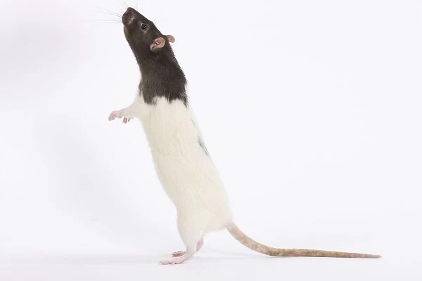 Rat - in studio on hind legs