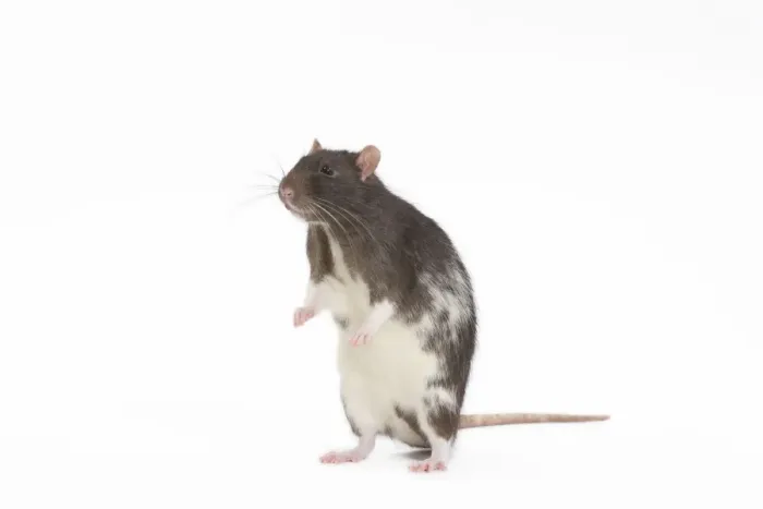 Framed Print : Rat - in studio on hind legs Framed Print : Rat - in studio on hind legs