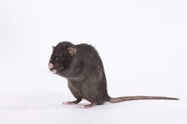 Rat - in studio on hind legs covering nose with paws