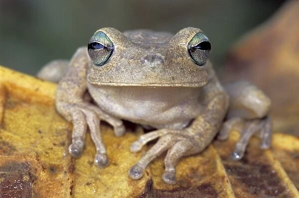 Rattle-voiced Treefrog - Emerald-eyed Treefrog - Los Llanos - Venezuela