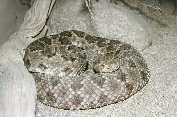 Rattleless Rattlesnake - Poisonous from Isla Santa Catalina, California, USA