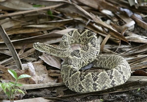 Rattlesnake. Llanos. Hato El Frio. Venezuela sub-species C. d. durissus or C. d. cumanensis