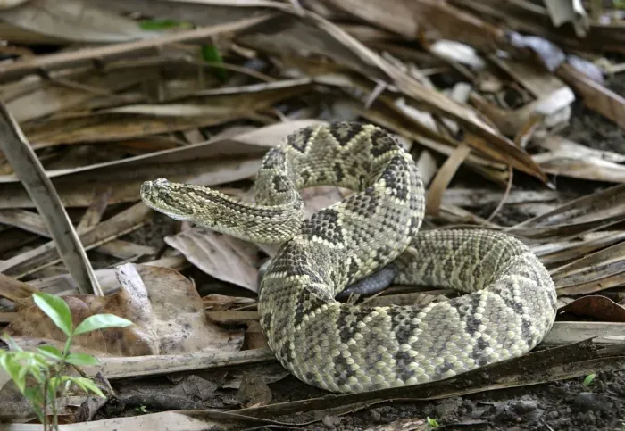 Framed Print : Rattlesnake. Llanos. Hato El Frio. Venezuela sub-species C. d. durissus or C. d. cumanensis Framed Print : Rattlesnake. Llanos. Hato El Frio. Venezuela sub-species C. d. durissus or C. d. cumanensis
