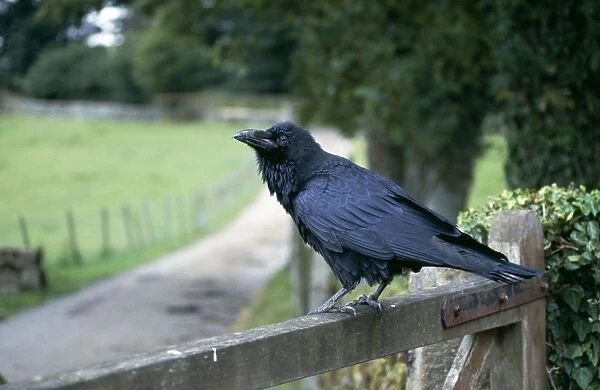 Raven CK-2878 Standing on gate Corvus corax © Chris Knights  /  ARDEA LONDON
