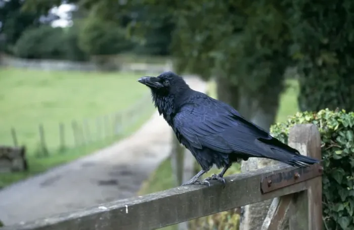 Framed Print : Raven CK-2878 Standing on gate Corvus corax © Chris Knights / ARDEA LONDON Framed Print : Raven CK-2878 Standing on gate Corvus corax © Chris Knights / ARDEA LONDON