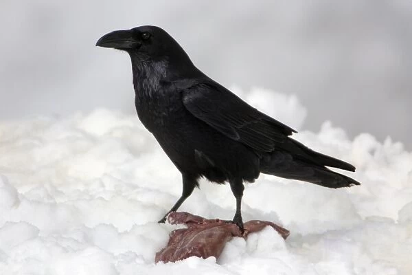 Raven - Eating carrion in winter Bavaria, Germany