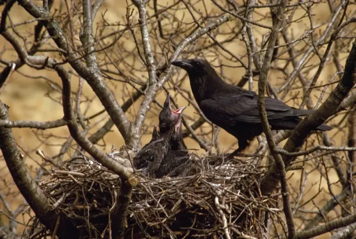 Framed Print : Raven - feeding young in nest Framed Print : Raven - feeding young in nest
