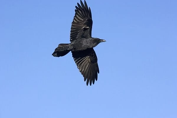 Raven in flight
