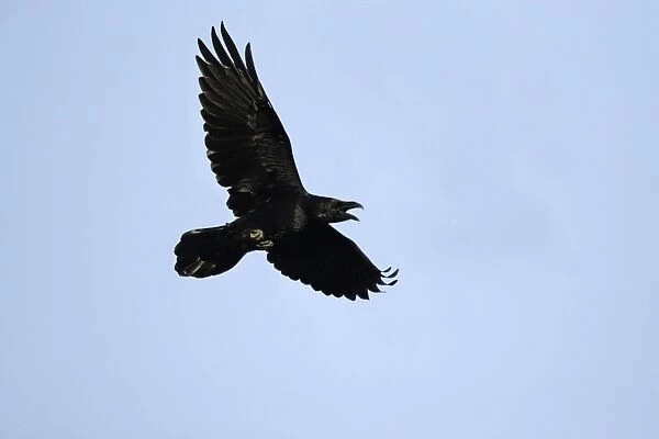 Raven - In flight, calling Lower Saxony, Germany