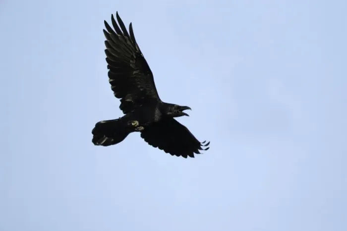Framed Print : Raven - In flight, calling Lower Saxony, Germany Framed Print : Raven - In flight, calling Lower Saxony, Germany