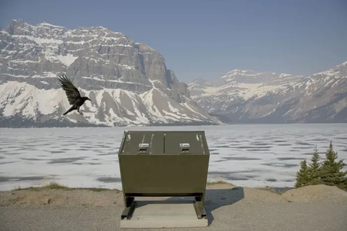 Framed Print : Raven - in flight - looking for food around rubbish bin - Canadian Rocky Mountains - Alberta, Canada BI018586 Framed Print : Raven - in flight - looking for food around rubbish bin - Canadian Rocky Mountains - Alberta, Canada BI018586