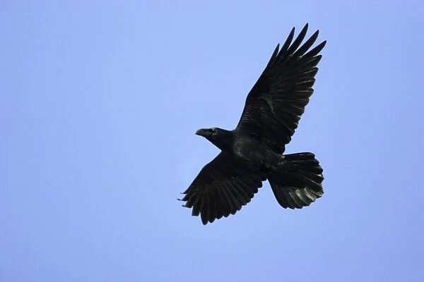 Raven - In flight Lower Saxony, Germany