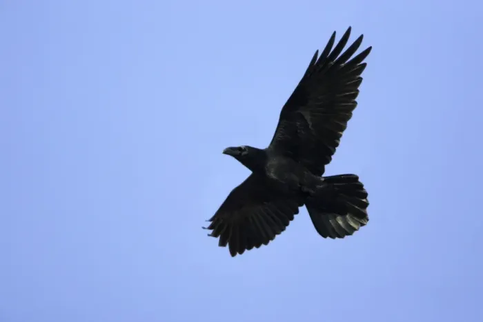 Framed Print : Raven - In flight Lower Saxony, Germany Framed Print : Raven - In flight Lower Saxony, Germany