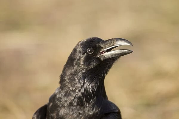 Raven January. Spain