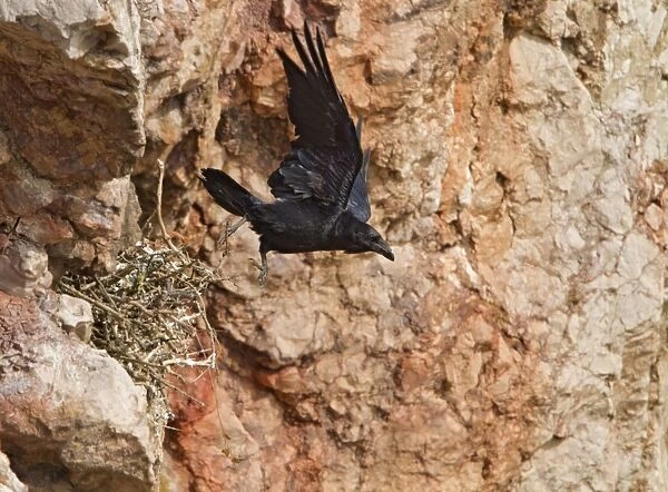 Raven - on sea cliff leaving nest - North Wales UK 9580