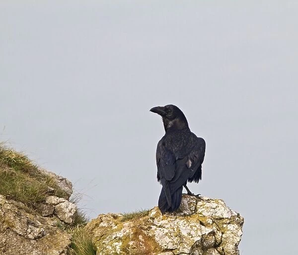 Raven - on sea cliff - North wales UK 9590