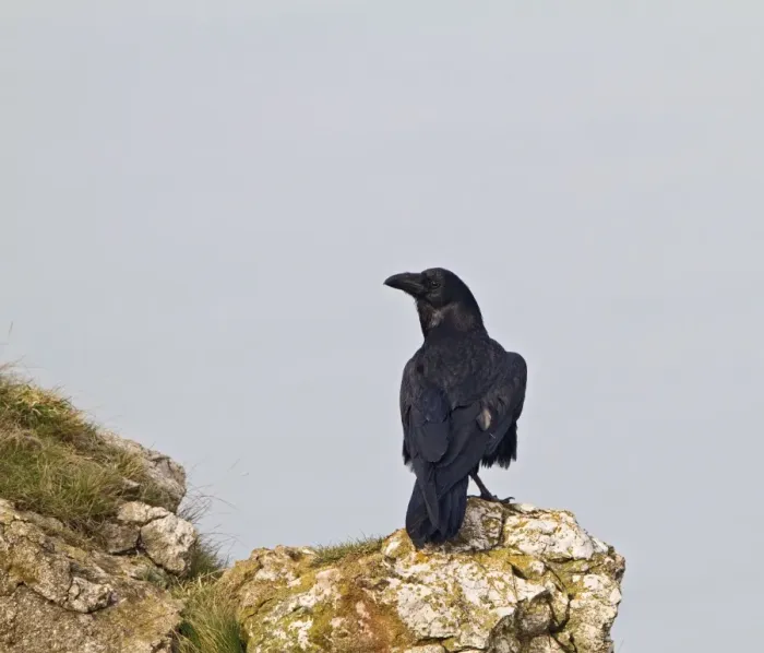 Framed Print : Raven - on sea cliff - North wales UK 9590 Framed Print : Raven - on sea cliff - North wales UK 9590