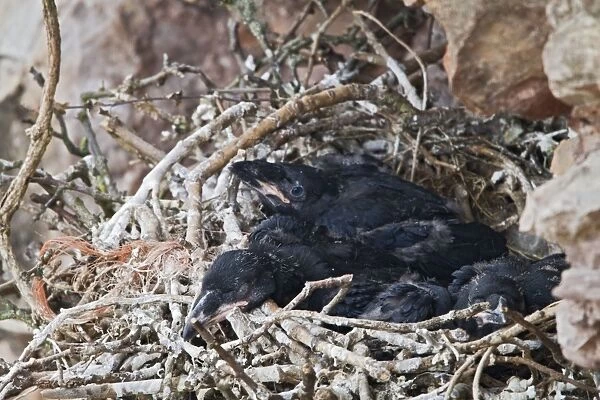 Raven - young in nest on sea cliff - North wales UK 9584