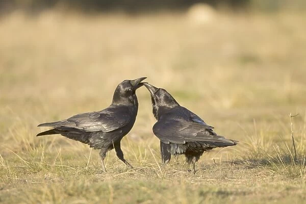 Ravens at feeding station January. Spain